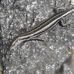 Pseudemoia spenceri at Namadgi National Park - 31 Jan 2024