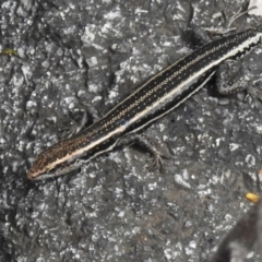 Pseudemoia spenceri at Namadgi National Park - 31 Jan 2024 11:00 AM