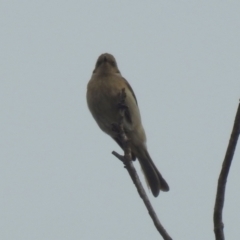 Ptilotula fusca (Fuscous Honeyeater) at Jerrabomberra Wetlands - 31 Jan 2024 by RodDeb