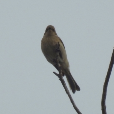 Ptilotula fusca (Fuscous Honeyeater) at Jerrabomberra Wetlands - 31 Jan 2024 by RodDeb