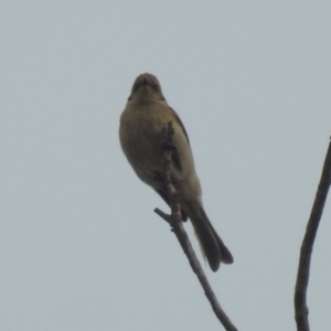 Ptilotula fusca at Jerrabomberra Wetlands - 31 Jan 2024