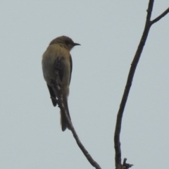 Ptilotula fusca at Jerrabomberra Wetlands - 31 Jan 2024