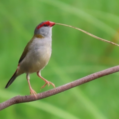 Neochmia temporalis (Red-browed Finch) at Jerrabomberra Wetlands - 31 Jan 2024 by RodDeb