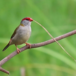 Neochmia temporalis at Jerrabomberra Wetlands - 31 Jan 2024