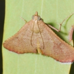 Endotricha ignealis (A Pyralid moth (Endotrichinae)) at Theodore, ACT - 24 Jan 2024 by Harrisi