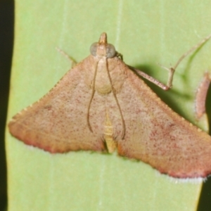 Endotricha ignealis at Tuggeranong Hill - 24 Jan 2024