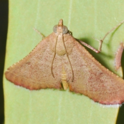Endotricha ignealis (A Pyralid moth (Endotrichinae)) at Tuggeranong Hill - 24 Jan 2024 by Harrisi