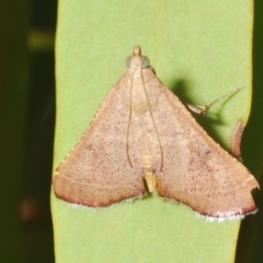 Endotricha ignealis at Tuggeranong Hill - 24 Jan 2024 04:24 PM