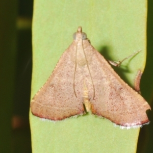 Endotricha ignealis at Tuggeranong Hill - 24 Jan 2024