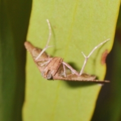 Endotricha ignealis at Tuggeranong Hill - 24 Jan 2024