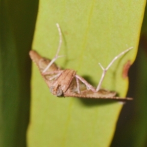 Endotricha ignealis at Tuggeranong Hill - 24 Jan 2024