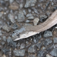 Pygopus lepidopodus (Common Scaly-foot) at Moruya, NSW - 31 Jan 2024 by LisaH