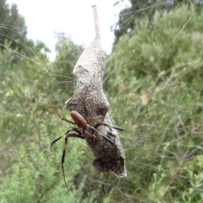 Trichonephila edulis (Golden orb weaver) at Sth Tablelands Ecosystem Park - 31 Jan 2024 by AndyRussell