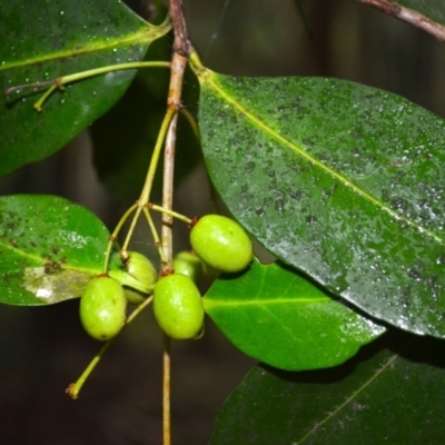 Elaeodendron australe var. australe (Red Olive Plum) at Gerroa, NSW - 30 Jan 2024 by plants