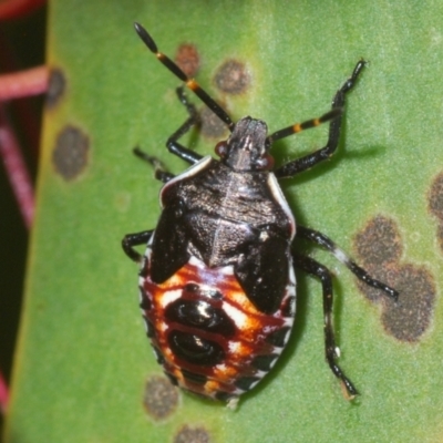 Oechalia schellenbergii (Spined Predatory Shield Bug) at Theodore, ACT - 24 Jan 2024 by Harrisi