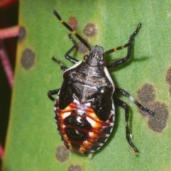 Oechalia schellenbergii (Spined Predatory Shield Bug) at Tuggeranong Hill - 24 Jan 2024 by Harrisi