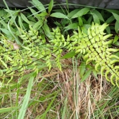 Pellaea viridis (Green Cliff Brake) at North Nowra, NSW - 31 Jan 2024 by plants