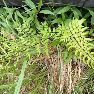 Pellaea viridis (Green Cliff Brake) at Bomaderry Creek Bushcare - 30 Jan 2024 by plants