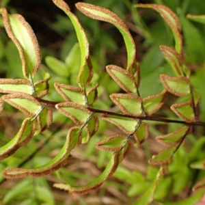 Pellaea viridis at Bomaderry Creek Bushcare - 31 Jan 2024