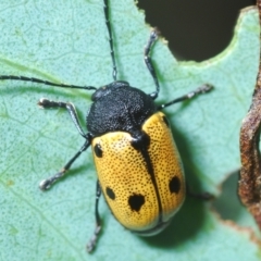 Cadmus (Cadmus) litigiosus (Leaf beetle) at Rendezvous Creek, ACT - 30 Jan 2024 by Harrisi