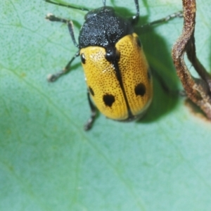 Cadmus (Cadmus) litigiosus at Namadgi National Park - 30 Jan 2024