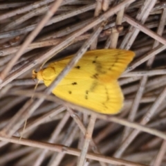 Aeolothapsa malacella (A Concealer moth) at Moruya, NSW - 31 Jan 2024 by LisaH