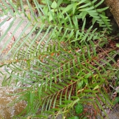 Pteris vittata (Chinese Brake, Ladder Brake) at Bomaderry Creek Bushcare - 30 Jan 2024 by plants