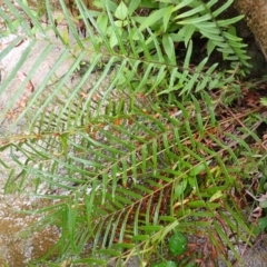 Pteris vittata (Chinese Brake, Ladder Brake) at North Nowra, NSW by plants