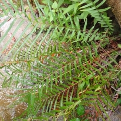 Pteris vittata (Chinese Brake, Ladder Brake) by plants