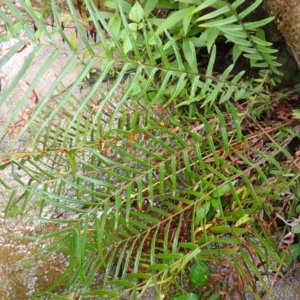 Pteris vittata at suppressed - 31 Jan 2024