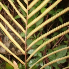 Pteris vittata at suppressed - suppressed