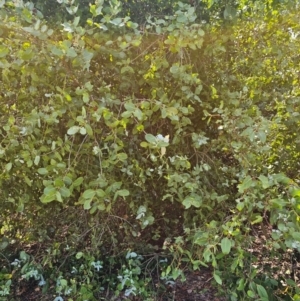 Eucalyptus neglecta at Molonglo River Reserve - 31 Jan 2024