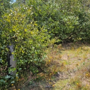 Eucalyptus neglecta at Molonglo River Reserve - 31 Jan 2024