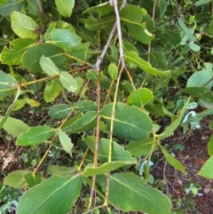 Eucalyptus neglecta at Molonglo River Reserve - 31 Jan 2024