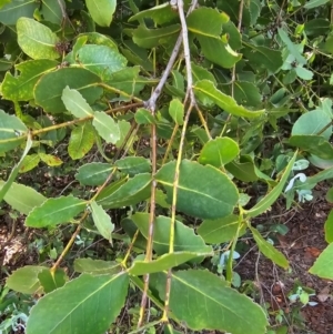 Eucalyptus neglecta at Molonglo River Reserve - 31 Jan 2024