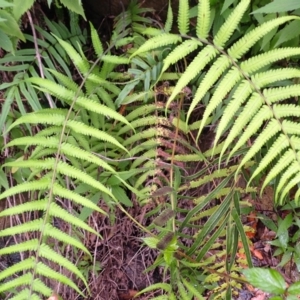 Christella dentata at Bomaderry Creek Bushcare - 31 Jan 2024