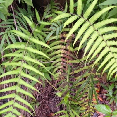 Christella dentata (Binung) at North Nowra, NSW - 31 Jan 2024 by plants