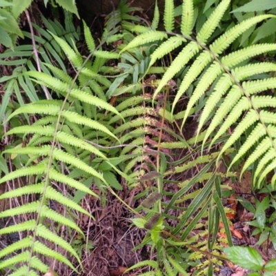 Christella dentata (Binung) at Bomaderry Creek Bushcare - 30 Jan 2024 by plants