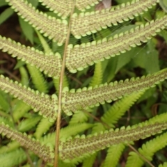 Christella dentata at Bomaderry Creek Bushcare - 31 Jan 2024