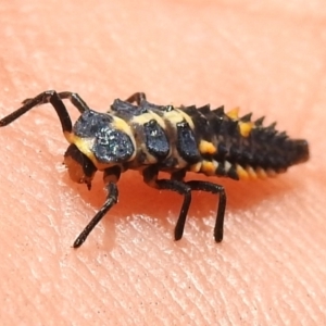 Cleobora mellyi at Namadgi National Park - 31 Jan 2024