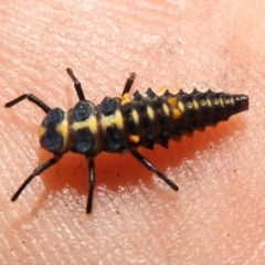 Cleobora mellyi at Namadgi National Park - 31 Jan 2024