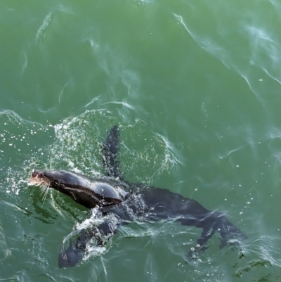 Arctocephalus forsteri (New Zealand Fur Seal) at Semaphore, SA - 27 Jan 2024 by Darcy