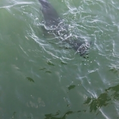 Arctocephalus forsteri at Semaphore, SA - 27 Jan 2024 06:51 PM