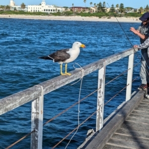 Larus pacificus at Semaphore, SA - 27 Jan 2024 06:51 PM