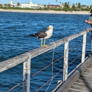 Larus pacificus at Semaphore, SA - 27 Jan 2024 06:51 PM