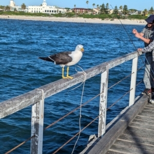 Larus pacificus at Semaphore, SA - 27 Jan 2024 06:51 PM