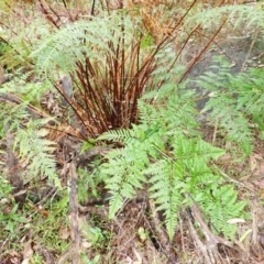Pteris tremula (Tender Brake) at Bomaderry Creek Bushcare - 30 Jan 2024 by plants