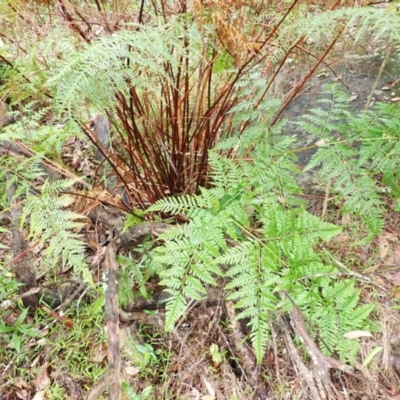 Pteris tremula (Tender Brake) at Bomaderry Creek Regional Park - 30 Jan 2024 by plants