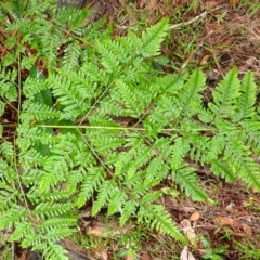 Pteris tremula at Bomaderry Creek Walking Track - 31 Jan 2024 10:26 AM