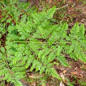 Pteris tremula at Bomaderry Creek Walking Track - 31 Jan 2024